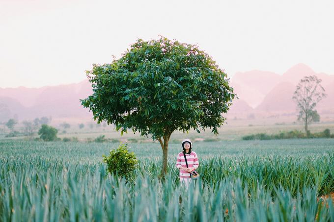 Nằm cách trung tâm Hà Nội khoảng 100 km, cánh đồng dứa này nằm trong một nông trường ở Tam Điệp, Ninh Bình. Nếu đã check-in ở Tràng An, hang Múa hay Tam Cốc - Bích Động, bạn có thể tìm đến địa chỉ mới này. Ảnh: @mievatho.