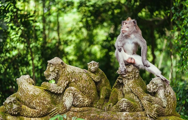 4. Rừng khỉ Ubud: Nếu bạn là người yêu động vật, hãy tới rừng khỉ Ubud. Đây là nơi bảo tồn loài khỉ đuôi dài màu xám quý hiếm. Bạn có thể tha hồ làm quen, chụp ảnh hoặc chơi đùa với những con khỉ lém lỉnh, đáng yêu này. Ảnh: Thetravellingnomads, Bali-indonesia.