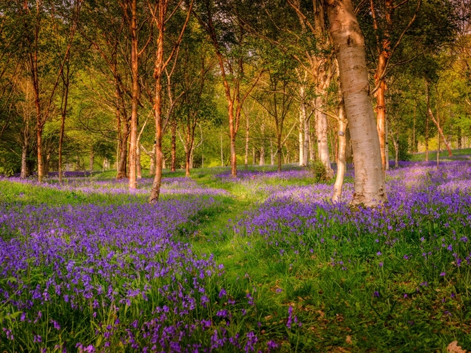 Hàng triệu bông hoa chuông xanh khiến rừng ở Anh đẹp như cổ tích ...