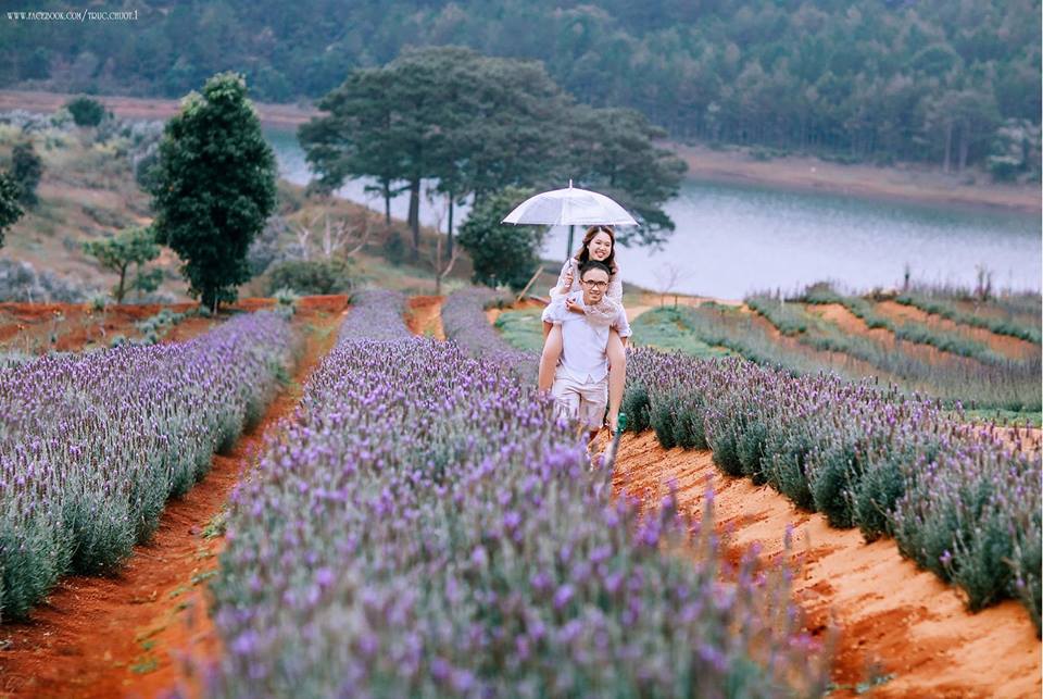 Các bài viết về vườn hoa lavender Đà Lạt - Trang 1 - Cẩm nang du lịch 