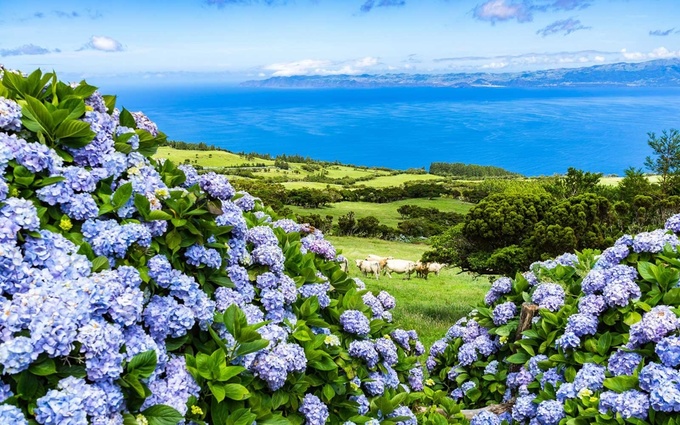 Cẩm tú cầu thường được biết đến với màu xanh, tuy nhiên ở một vùng đất giữa Đại Tây Dương, loài hoa này lại có màu sắc rực rỡ, khiến ai cũng phải yêu thích khi ngắm nhìn.  Faial, còn có tên gọi khác là Đảo Xanh, một trong chín hòn đảo thuộc quần đảo Azores, Bồ Đào Nha. Vào mỗi mùa hè, hoa cẩm tú cầu lại khoác lên Faial một tấm áo màu xanh.