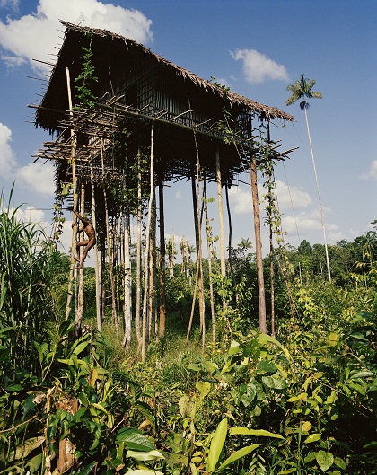 Ngôi nhà trên cây có thể dựng cao tới 50 m trong thời điểm xung đột giữa các bộ tộc. Ảnh: Frederic Lagrange.