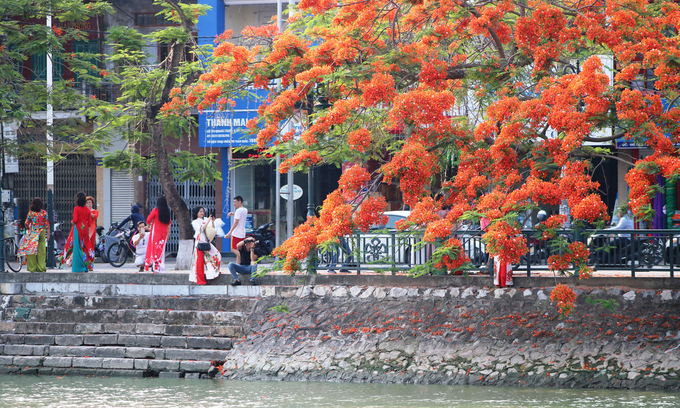 Bờ hồ Tam Bạc ở trung tâm thành phố cũng là nơi được người dân và du khách tìm đến mỗi mùa hoa phượng.