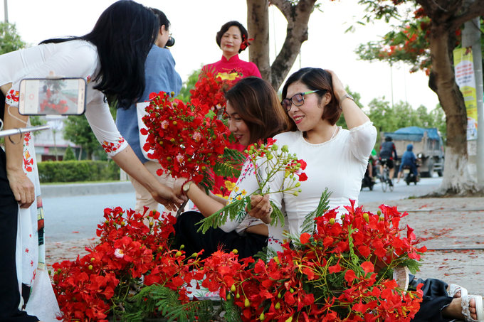 Tình trạng hái hoa bẻ cành đã diễn ra trên con đường hoa phượng. Phượng vĩ có nguồn gốc từ Madagascar được người Pháp trồng tại Việt Nam khoảng những năm cuối thế kỷ 19, trong đó Hải Phòng trồng phổ biến làm cây xanh đường phố.