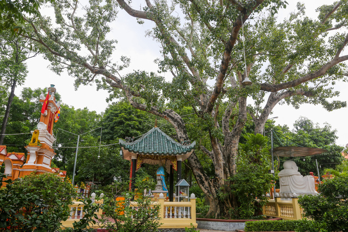 Khu vườn trong khuôn viên chùa rộng lớn với nhiều cây xanh, dưới gốc bài trí am thờ, tượng Phật. Nổi bật là cây bồ đề cổ thụ, được mang về từ đảo quốc Sri Lanka vào năm 1953. Chùa Giác Lâm là một trong những ngôi chùa cổ nhất Sài Gòn, được công nhận là di tích lịch sử - văn hóa quốc gia năm 1988, thu hút nhiều khách tham quan.