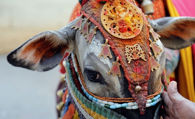 Bò là sinh vật linh thiêng  Đối với tín đồ Ấn Độ giáo, bò được xem là một loài vật linh thiêng, món quà mà mẹ thiên nhiên ban tặng cho loài người. Tại quốc gia với phần lớn dân số theo tôn giáo này, việc giết mổ và ăn thịt bò bị coi là tội lỗi, thậm chí là bất hợp pháp ở một số bang ở Ấn Độ. Những con bò có thể đi lại tự do, thậm chí ở trong những khu phố nhộn nhịp của thủ đô New Delhi và thành phố Mumbai. Ảnh: Vegan Vanguard.