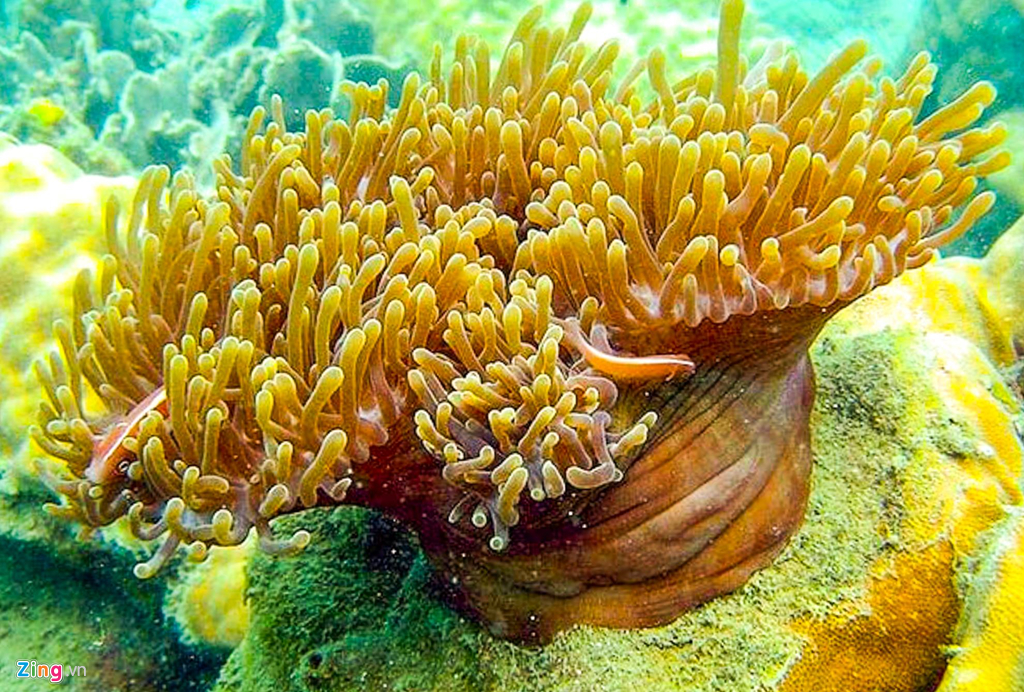 Quần thể san hô ở khu vực đa dạng, rực rỡ muôn màu sắc. Du khách có thể buông mình xuống làn nước trong xanh để khám phá.