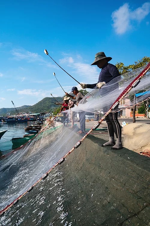 Mùa cá cơm kéo dài từ tháng 2 đến tháng 8 âm lịch hàng năm. Khách tham quan đến cảng vào buổi sáng, khi những tàu đánh cá trở về, sẽ bắt gặp cảnh người dân đập lưới, giũ cá. Khi ghe cập bến, từng cuộn lưới đầy cá cơm được rải ra và kéo giăng kín từ ghe qua bờ kè, tạo thành lòng ô chảo. Các ngư dân lúc này sử dụng một cây gậy dài gắn miếng xốp ở đầu, liên tục đập vào lưới để cá rơi xuống tấm lưới đã trải sẵn bên dưới. Ảnh: Phạm Hưng.