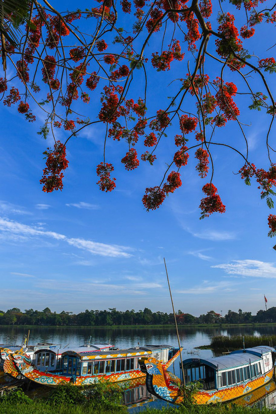 Khu vực bến thuyền rồng sông Hương là nơi được nhiều du khách lựa chọn để ngắm hoa nở dọc hai bên bờ.