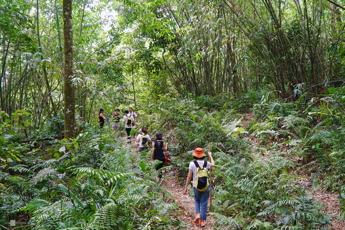Trekking khám phá rừng Ba Vì kéo dài 2-4 tiếng thích hợp cho những ai thích trekking nhưng không thể đi xa Hà Nội.  Bạn sẽ men theo những con đường mòn xuyên qua khu rừng nguyên sinh rậm rạp, hay rừng trúc cao vút.  Tuyến đường dễ đi nhất bắt đầu từ Cột 600 đi xuống Xi măng 300, kéo dài hơn 2 giờ.