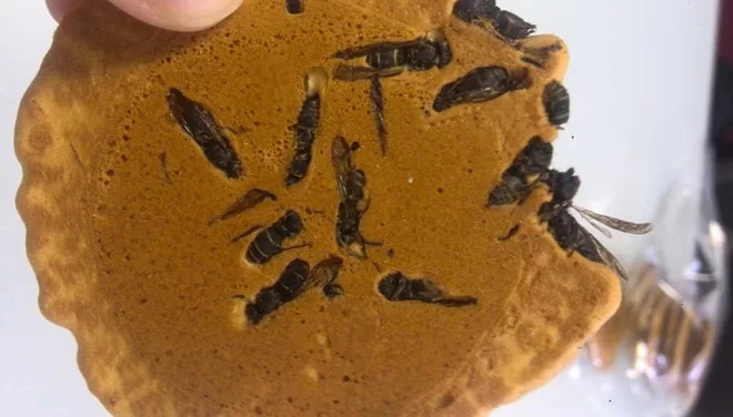 Bánh quy ong bắp cày (Jibachi Senbe): Người dân ở Omachi, tỉnh Nagano, Nhật Bản thường vào rừng đặt bẫy ong bắp cày về làm món bánh quy Jibachi Senbe nổi tiếng. Ong sau khi luộc chín, sấy khô cho bớt độc sẽ được nhào cùng bột mì, gia vị sau đó đem nướng. Theo người dân địa phương, món bánh quy ong bắp cày có dinh dưỡng cao hơn nhiều so với bánh quy thông thường. Nhiều du khách cũng mua những bịch bánh Jibachi Senbe về làm quà khi du lịch đến tỉnh Nagano. Ảnh: Aminoapps.
