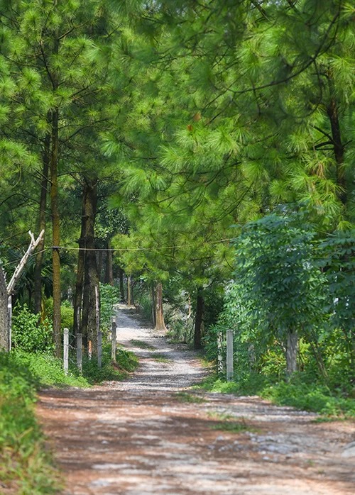 Một con đường đi xuyên qua rừng thông ở ven hồ Yên Trung. Điểm đến này cách trung tâm thành phố Uông Bí khoảng 6 km và cách quốc lộ 18A hơn một km, mang không gian yên tĩnh, đối lập hoàn toàn với sự ồn ào, bụi bặm của phố xá.