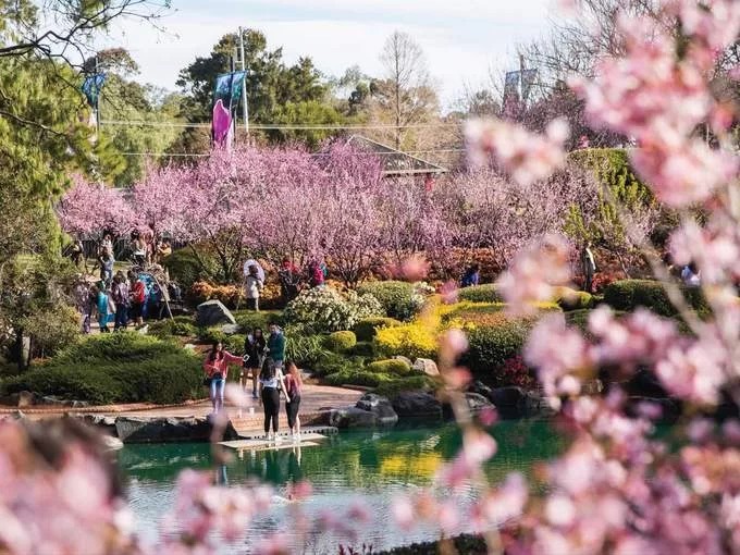 Ở Australia, tháng 8 là thời điểm mùa xuân. Lúc này, những cây hoa anh đào nở rộ trên nhiều thành phố ở xứ sở kangaroo. Lễ hội hoa anh đào tại vườn thực vật Auburn rộng hơn 9 ha ở ngoại ô Sydney là sự kiện về hoa lớn nhất bang New South Wales hàng năm. Ảnh: Concrete Playground.