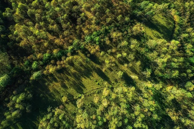Mảng rừng bạch đàn nhìn từ trên cao, thuộc địa phận thôn Nà Lặp, xã Vạn Linh, huyện Chi Lăng.
