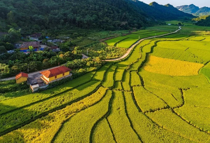 Bức tranh thiên nhiên của những thửa ruộng chín vàng, nằm nép mình bên nhà văn hóa thôn thuộc xã Vạn Linh, huyện Chi Lăng.