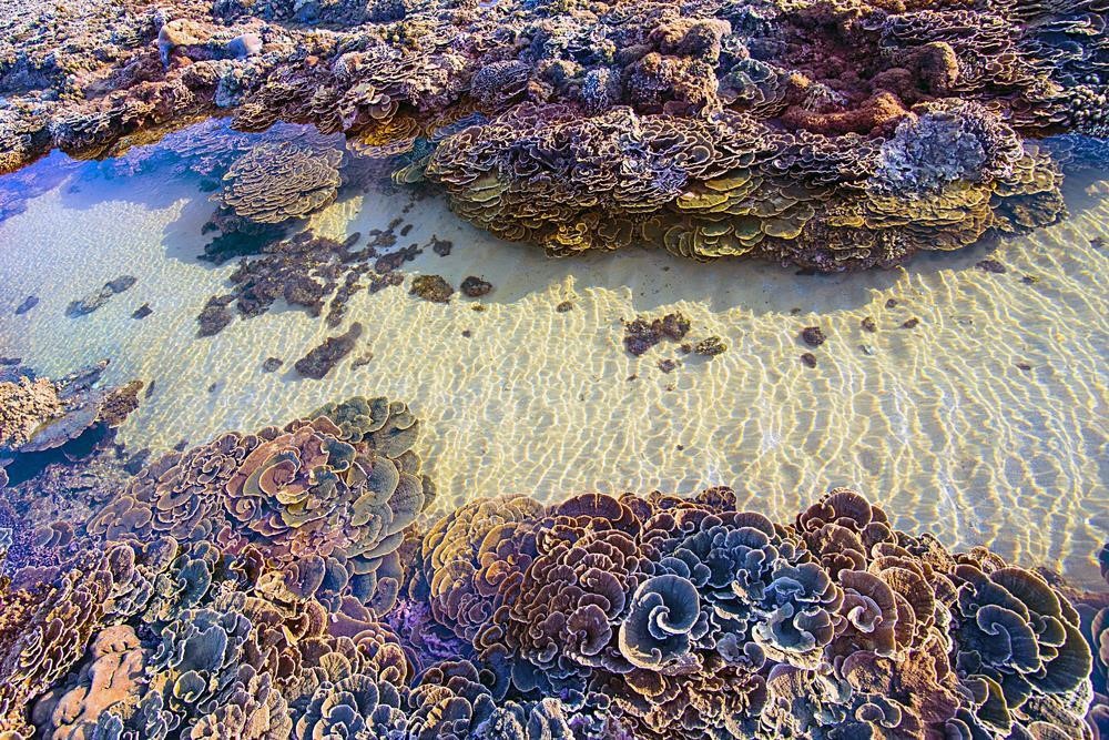 Theo thông tin từ Chi cục Biển và Hải đảo Phú Yên, các vùng biển gần bờ Phú Yên hiện có 182 loài san hô. Tại Di tích Danh thắng quốc gia quần thể Hòn Yến có 17 loài sinh sống và phát triển tốt. Hầu hết san hô đều ở gần bờ nên dễ bị xâm hại, khai thác. Ảnh: Tran Van Hong.