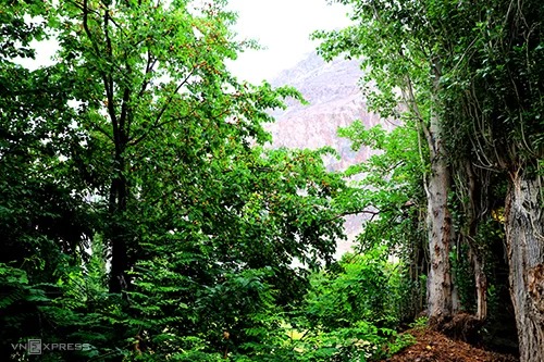 Mơ là cây được trồng nhiều nhất trong ngôi làng Turtuk nằm sát biên giới Ấn độ - Pakistan.