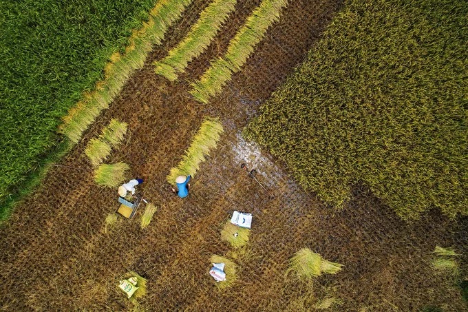 Người nông dân thu hoạch lúa trên một cánh đồng. So với Y Tý ở Lào Cai hay Mù Cang Chải ở Yên Bái, Bắc Sơn chưa phải là cái tên đình đám nhưng lại được nhiều tay săn ảnh tìm đến mỗi khi vào mùa lúa.