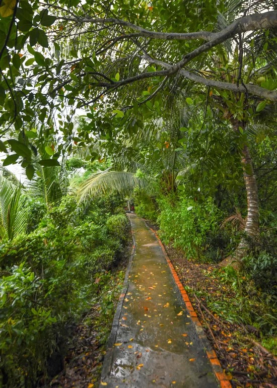 Trên con đường nhỏ dẫn lối quanh đảo, nhiều loại cây ăn trái như dừa, mít, cam… phủ bóng hai bên.