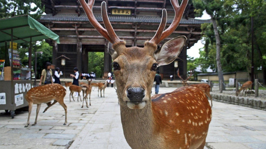 Công viên hươu: Cách Nagano (Nhật Bản) 4 tiếng đi tàu, công viên Nara là nơi sinh sống của hơn 1.200 con hươu sika. Theo truyền thuyết, một vị thần tên Takemikazuchi đã tới cố đô của Nhật Bản dưới dạng một con hươu trắng để bảo vệ vùng đất này. Điều đó khiến loài động vật hoang dã này được coi là bảo vật quốc gia, có luật bảo vệ. Ảnh: The Globe and Mail.