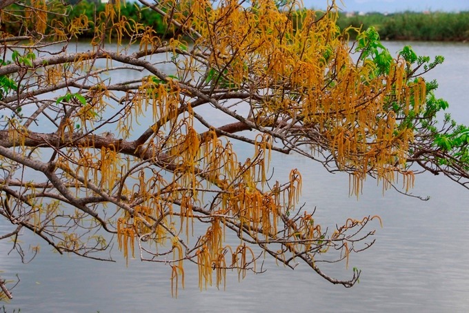 Bông cây chá nở trên mặt nước phá Tam Giang.