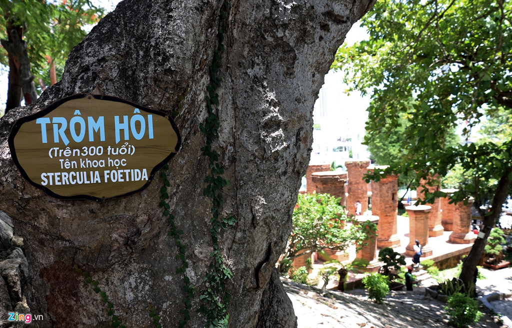 Ngoài các công trình tháp nghìn năm, ở di tích Tháp Bà Ponagar còn những cây cổ thụ hàng trăm năm tuổi.