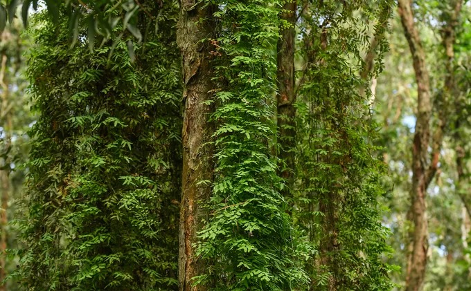 Dương xỉ cộng sinh cùng cây tràm. Rừng Trà Sư là ngôi nhà của khoảng 140 loài thực vật, trong đó tràm chiếm đa số. Thời gian thích hợp nhất trong năm để tham quan rừng tràm là mùa sen tháng 6 – 9 và mùa nước nổi vào tháng 10, 11.