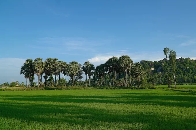 Thốt nốt là loại cây đặc trưng của tỉnh An Giang, có nhiều công dụng như làm cây phong cảnh, ăn quả, nguyên liệu sản xuất đường. Tên gọi "thốt nốt" do người địa phương đọc chệch từ tiếng Khmer là "th'not". Thời gian gần đây, những hàng thốt nốt được dân yêu du lịch "lăng xê", trở thành một trong những cảnh đẹp không thể thiếu khi check-in An Giang.