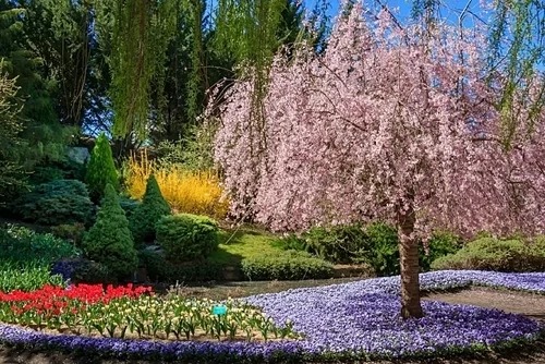 Nếu bạn là người yêu thích lễ hội hoa, sau khi tới Floriade, thì điểm tiếp theo nên dừng chân là Tulip Top Gardens, nằm ở ngoại ô thành phố. Ảnh: ABC.