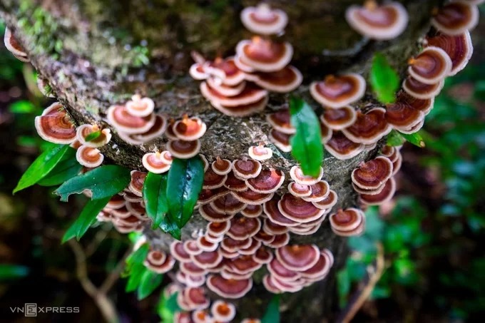Một loại nấm mọc trên thân cây trong rừng. Theo thống kê của vườn quốc gia Bạch Mã, có đến 55 họ, 332 loài nấm mọc trong rừng.