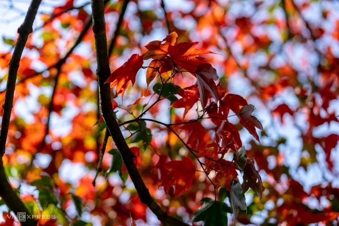 Nếu có dịp trải nghiệm Bạch Mã vào tháng 3-4, du khách nhìn thấy những cây phong lá ba thùy chuyển sang màu đỏ, tạo nên cảnh sắc tuyệt đẹp cho vườn quốc gia. Những cây phong mọc tự nhiên, có tuổi đời trên dưới 100 năm nằm trong khuôn viên các biệt thự cổ kiến trúc Pháp.
