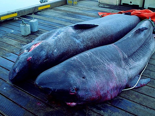 Cá mập Greenland có tuổi thọ cao bậc nhất thế giới. Ảnh: Daria.
