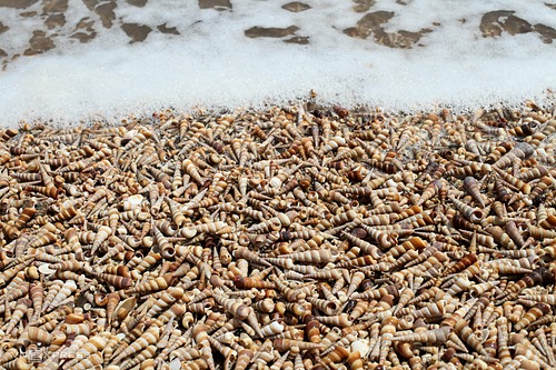 Mỗi năm vào mùa gió chướng, hàng triệu vỏ ốc được sóng biển xô bờ.