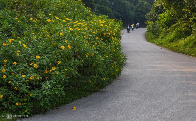 Đầu tháng 11, dã quỳ nở rộ ở Vườn Quốc gia Ba Vì.  Từ cổng vào rừng thông coste 400, du khách sẽ bắt gặp những bụi hoa nở rộ được trồng thành bụi lớn hai bên đường.