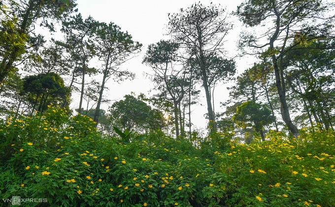 Dã quỳ nở hoa dưới tán cây thông ở khu vực coste 600.