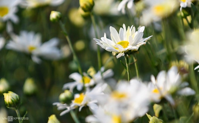 Cúc họa mi là loài hoa nhỏ, màu trắng mỏng manh, chỉ nở vào một mùa cuối thu đầu đông, sau đó khoảng 3 tuần.  Hầu hết các loại hoa cúc ở Hà Nội đều có xuất xứ từ Nhật Tân, thường được trồng xen kẽ giữa các vườn đào.
