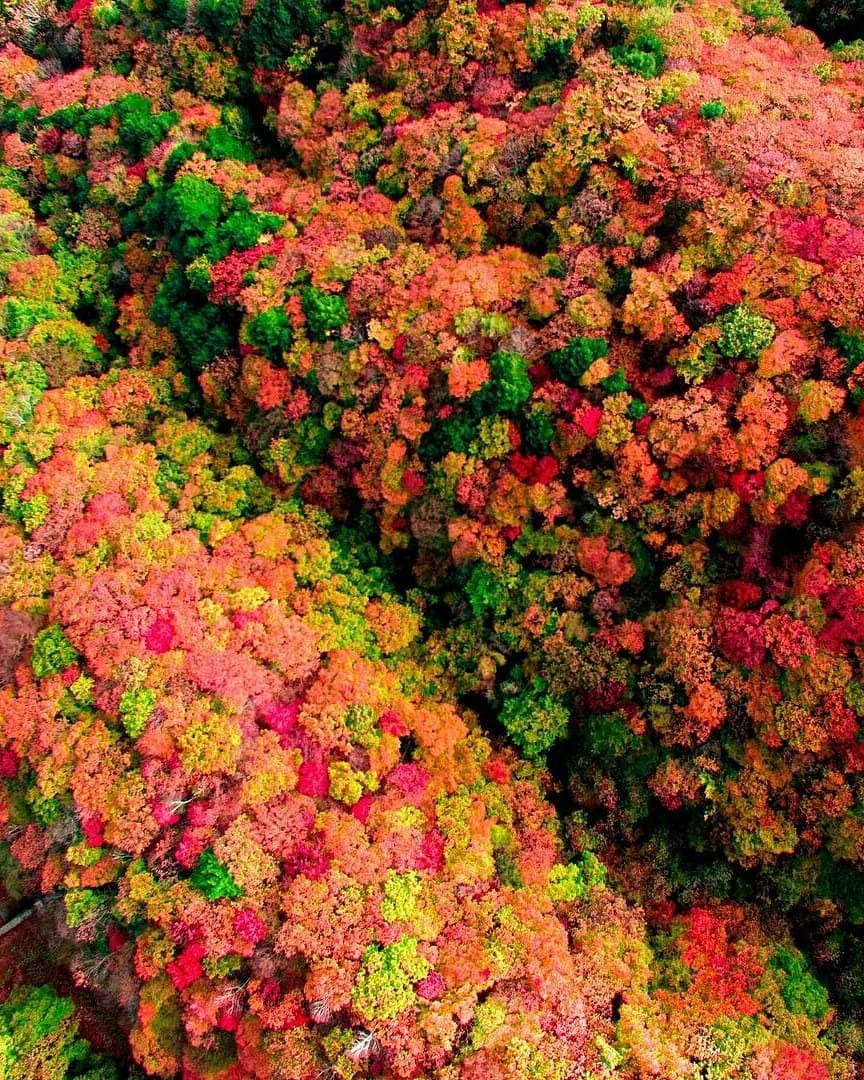 Mùa thu là thời điểm đẹp nhất để đến Irohazaka. Khi đó, tán lá bắt đầu đổi màu, cánh rừng được tô điểm bởi sắc đỏ, vàng ấm áp của cây phong, cây thanh lương trà… từ giữa tháng 10 đến đầu tháng 11. Ảnh: Visitjapanau, Pinteres.