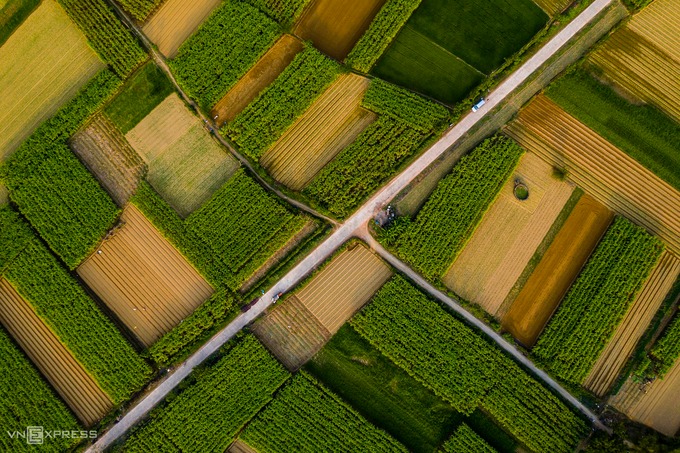 Những sào mía xanh tươi đang vào vụ xen lẫn là những thửa đã thu hoạch ở làng Hà Cảng, xã Quảng Phú, huyện Quảng Điền. Đây là vựa mía lớn nhất của tỉnh Thừa Thiên - Huế, nổi tiếng với giống mía Cẩm Tân khi xưa dùng để tiến vua.