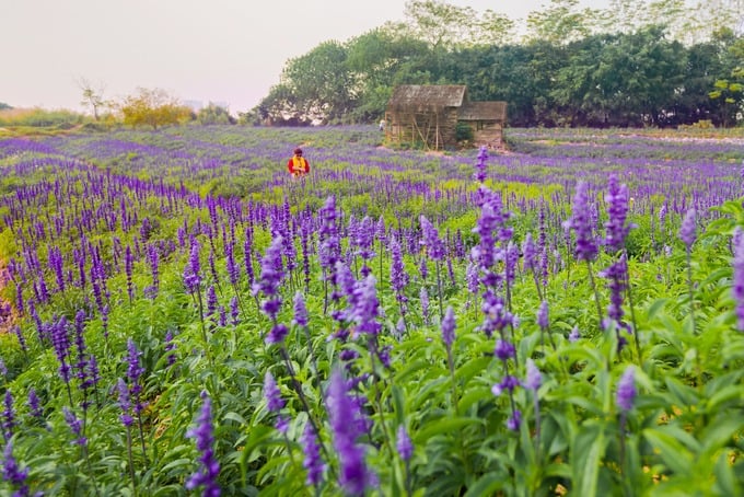Những ngày cuối năm, cánh đồng hoa nữ hoàng xanh ở Long Biên trở thành địa "cuộc sống ảo".  Theo người làm vườn, loài hoa này được trồng trên diện tích một ha với khoảng 150.000 cây.