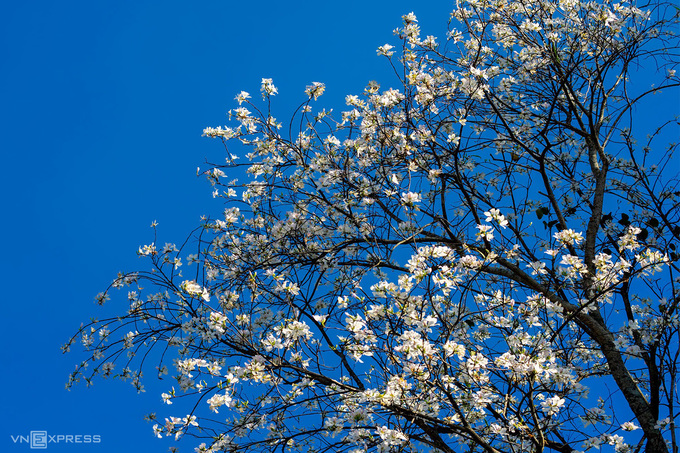 Hoa ban là cây thân gỗ, cao khoảng 10 - 12 m và thường rụng lá trong mùa đông. Đến khi hoa nở trong tiết xuân, cây gần như không còn lá khiến màu trắng của những cánh hoa càng được tôn lên, tương phản màu sắc với các cành, nhánh khẳng khiu.