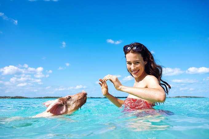 Vùng biển nhiệt đới không phải môi trường sống tự nhiên của lợn. Trước đây, chúng lang thang ở rừng để kiếm thức ăn. Từ những năm 2000, khi du khách đến hòn đảo ngày càng nhiều, chúng đã dành cả ngày để bơi, nằm trên cát và đợi người đến cho ăn. Ảnh: Sandals Resort.