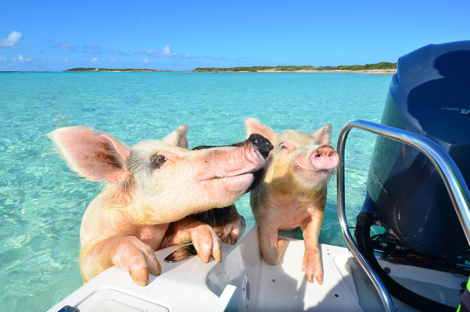 Khi thấy những đoàn thuyền từ xa, chúng sẽ bơi ùa ra và chào đón du khách như những con cún đợi chủ về nhà. Bám vào thuyền là cách mà chúng xin ăn. Thức ăn ưa thích của đàn lợn là các loại rau củ và trái cây. Bộ trưởng Bộ Nông nghiệp và Tài nguyên Hàng Hải Bahamas gợi ý du khách nên cho chúng ăn cà rốt, rau diếp, dưa hấu và táo. Ảnh: The Islands Of The Bahamas.
