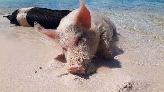 Thời gian tốt nhất để bơi cùng và cho lợn ăn là sáng sớm, trước khi chúng trở nên lười biếng và ngủ trên cát. Ảnh: Paradise Bay Bahamas.