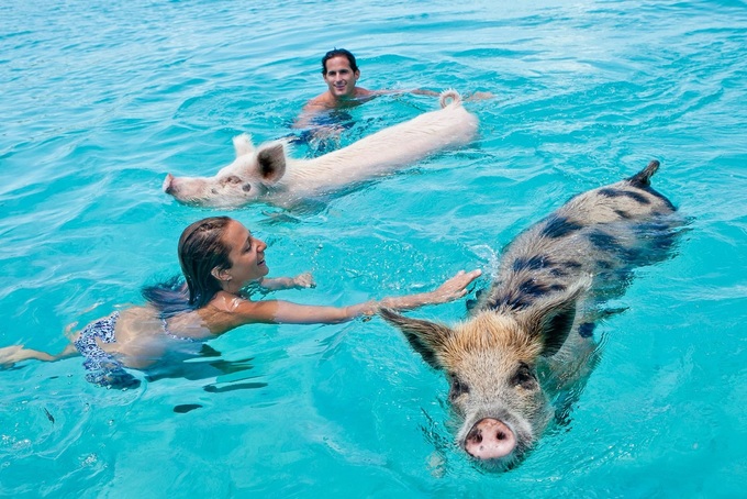 Năm 2017, một số con lợn trong đàn đã tử vong do nuốt quá nhiều cát. Chính quyền khuyến khích du khách cho chúng ăn dưới nước, để tránh tình trạng này. Nếu ở trên bờ, bạn có thể cho chúng uống vì nguồn nước ngọt trên đảo là khan hiếm. Một số con lợn khác đã được đưa đến hòn đảo để thay thế số lượng mất đi. Ảnh: Sandals Resort.