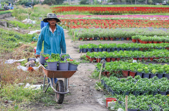 Ông Nguyễn Văn Chính (50 tuổi, chủ vườn) di chuyển hoa về các luống trên xe rùa. "Khu vực này vốn là đất dự án, chủ cho thuê với giá rẻ để tiện trông coi. Nơi này có hơn chục hộ trồng hoa, hầu hết là nông dân của làng hoa Gò Vấp trước kia vẫn gắn bó với nghề", người đàn ông 30 năm trồng hoa cho biết.