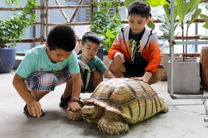 Rùa châu Phi Sulcata được thả tự do cho khách ngắm, vuốt ve.