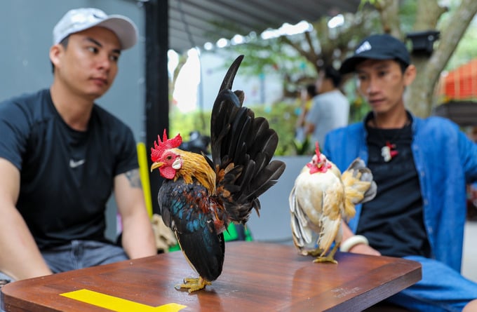 Dịp cuối tuần, quán là nơi mọi người mang đủ loài vật nuôi tới giao lưu. Nhóm anh Thuận mang theo giống gà Serama, có kích thước nhỏ nhất thế giới. Mỗi con trưởng thành có trọng lượng khoảng 3 lạng, kích thước bằng bàn tay.