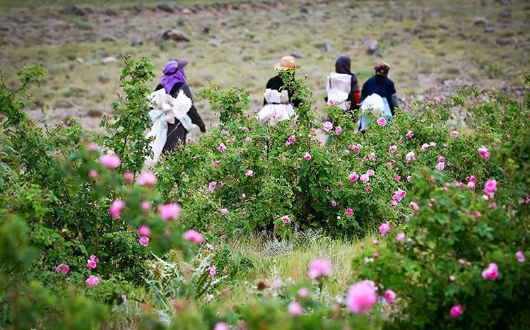 Người dân thu hoạch hoa hồng từ sáng tinh mơ, cho đến trước khi mặt trời lên đỉnh núi. Ảnh: Tasnim News.