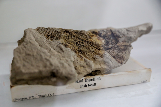  Những mẫu hóa thạch động, thực vật... được trưng bày thành một chủ đề nhỏ trong bảo tàng.