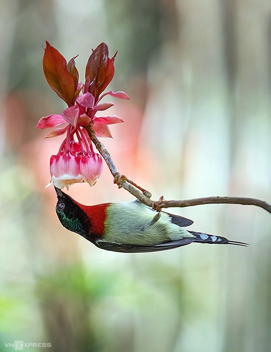 Chú chim thuộc loài hút mật đuôi nhọn. Theo một số nhiếp ảnh gia, công cuộc chụp ảnh chim đòi hỏi các tay máy phải quan sát, kiên nhẫn và đam mê với bắt được khoảnh khắc ưng ý.